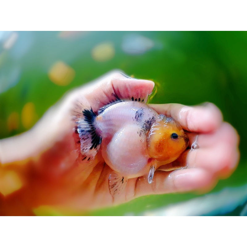 Cám cá vàng, cá chép, goldfish  chuyên thúc size cá - HẠT CHÌM 1mm - cám chăm heo nước