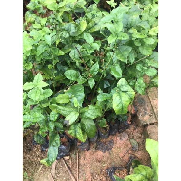 Giống cây hoa nhài ta - hoa lài