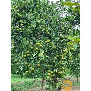 Cây quýt đường Ôn châu