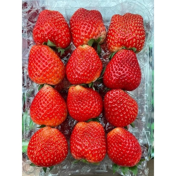 DÂU TÂY HANA MỘC CHÂU TƯƠI ĐỦ SIZE - Hàng tươi bay air mỗi ngày