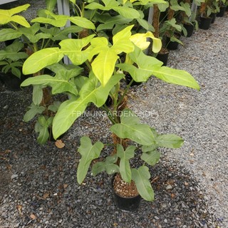 Philodendron Gold Violin