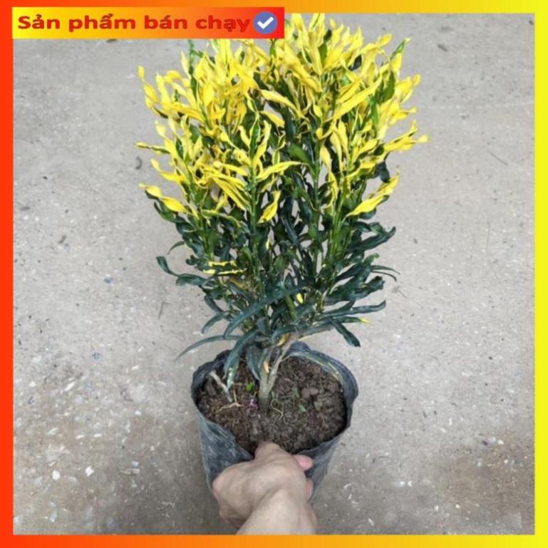 Cây cô tòng lá xoăn, vàng anh ruột gà cao 25cm, trang trí ban công, sân vườn