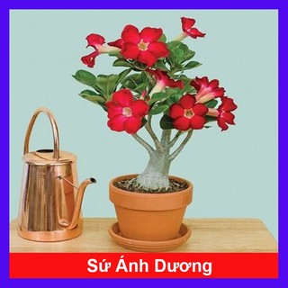 Cây Hoa Sứ Ánh Dương - cây cảnh để bàn