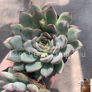 Sen Đá Viền Đỏ (Viền Hồng) 🔥🔥🔥 Size Bầu - Trung