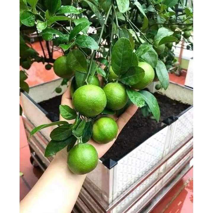 Cây giống chanh tứ quý