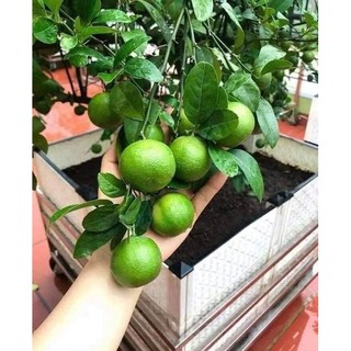 Cây chanh tứ quý giống