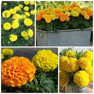 Gói 200 hạt cúc vạn thọ pháp f1 vàng chanh hoa to