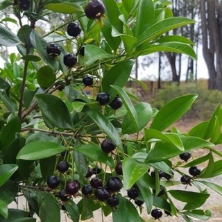 Cây cherry brazil chịu nhiệt
