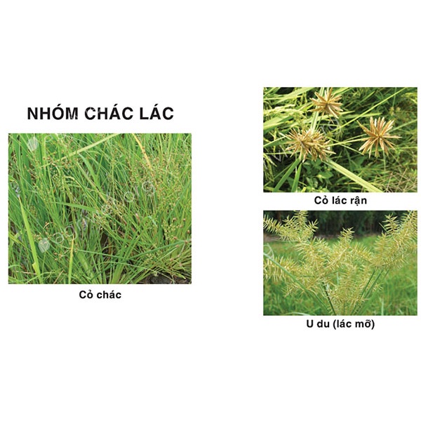 Diệt cỏ Metsy 20WG  - 3gr