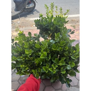 Bạch thiên hương size đại nguyên chậu