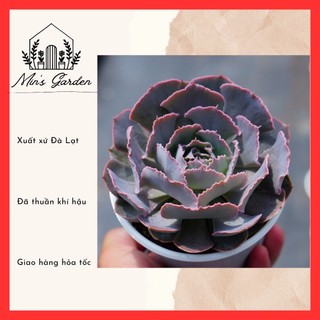  Sen đá bắp cải tím size trung Vuờn của Min Xuất xứ Đà Lạt đã thuần khí hậu 