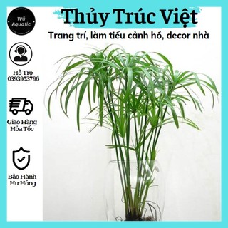 Cây thủy trúc việt thủy sinh