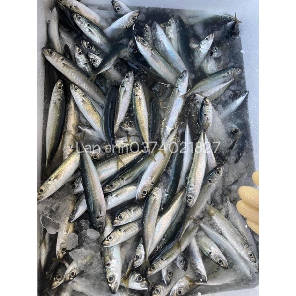 500gram cá cơm than tươi sống cấp đông tại ghe ở Đảo lý Sơn