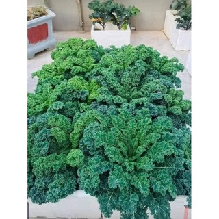 Hạt giống cải xoăn kale xanh