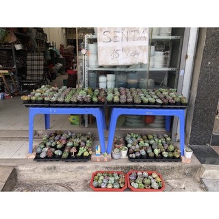 Sen đá bầu ( mua 10 tặng 1 ) ( giao cây ngẫu nhiên )
