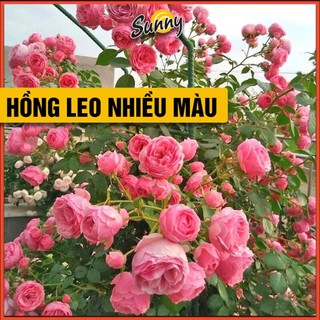 70 Hạt giống hoa Hồng Leo Pháp nhiều màu, hoa to, hoa nhiều, nở quanh năm, chịu nhiệt, sinh trưởng tốt