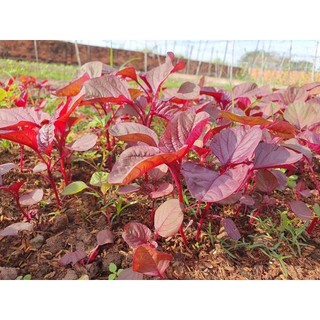HẠT GIỐNG RAU DỀN ĐỎ (gói 10g)