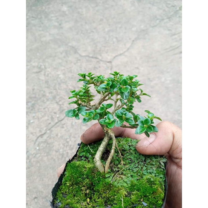Sam hương bonsai mini cây < 10cm làm tiểu cảnh, terrarium, bán cạn, bàn làm việc