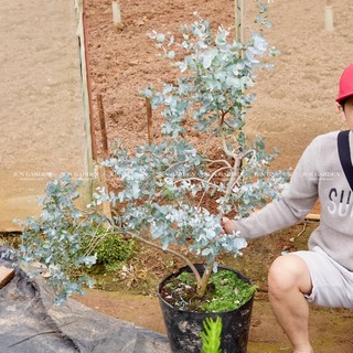 Cây Khuynh Diệp True Blue JUN GARDEN size Trung