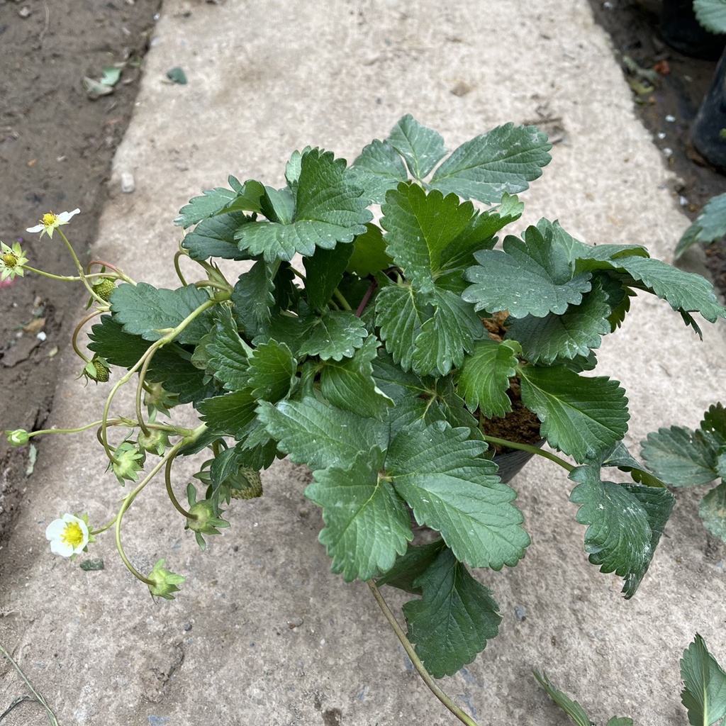 Cây dâu tây bụi xum trồng sẵn bịch đen đã có thể cho ra trái