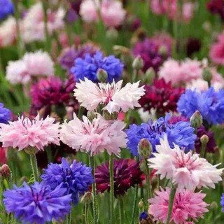 Hạt giống hoa thanh cúc mix - 100 hạt Seedland