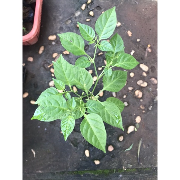 Cây ớt Mắc Nhất Thế Giới Aji Charapita