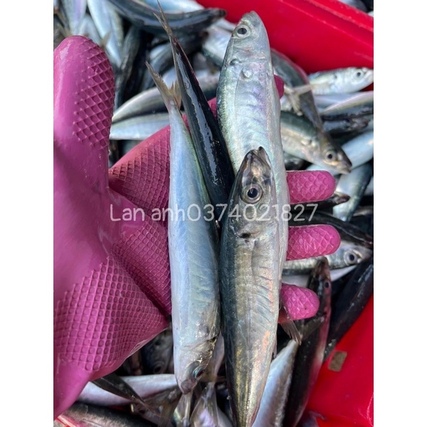 500gram cá nục tươi cong đảo Lý Sơn cấp đông tại ghe siêu tươi