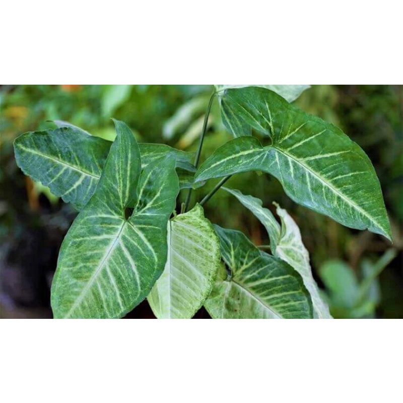 Cây tróc bạc, trầu bà trắng