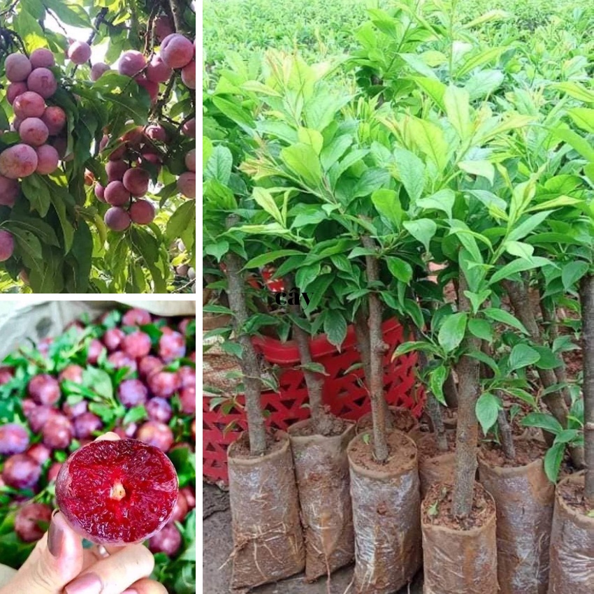 Cây giống Mận Hậu Mộc Châu   sơn la  chuẩn F1 quả to giòn, ngọt đảm bảo chất lượng siêu quả