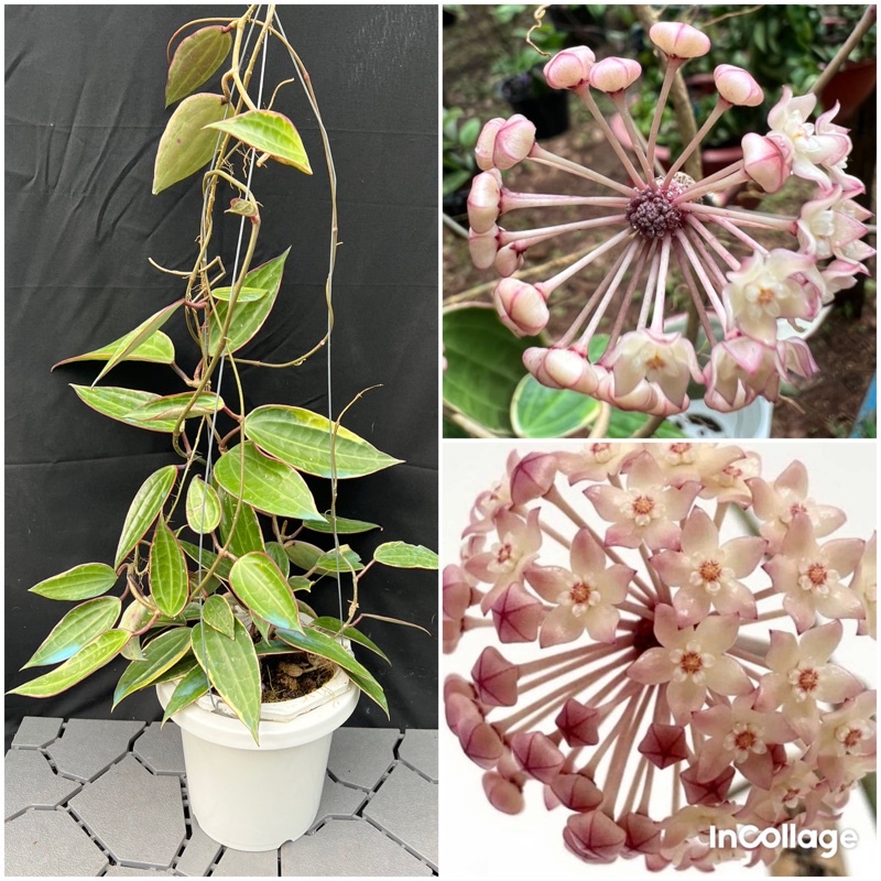 Hoa Cẩm cù Macrophylla thân leo size lớn sắp hoa, lá rất đẹp