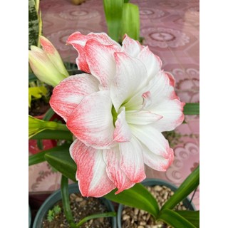 combo 5 CỦ GIỐNG HOA LAN HUỆ NHIỀU MÀU