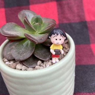 Phụ kiện trang trí tiểu cảnh: cô bé Maruko