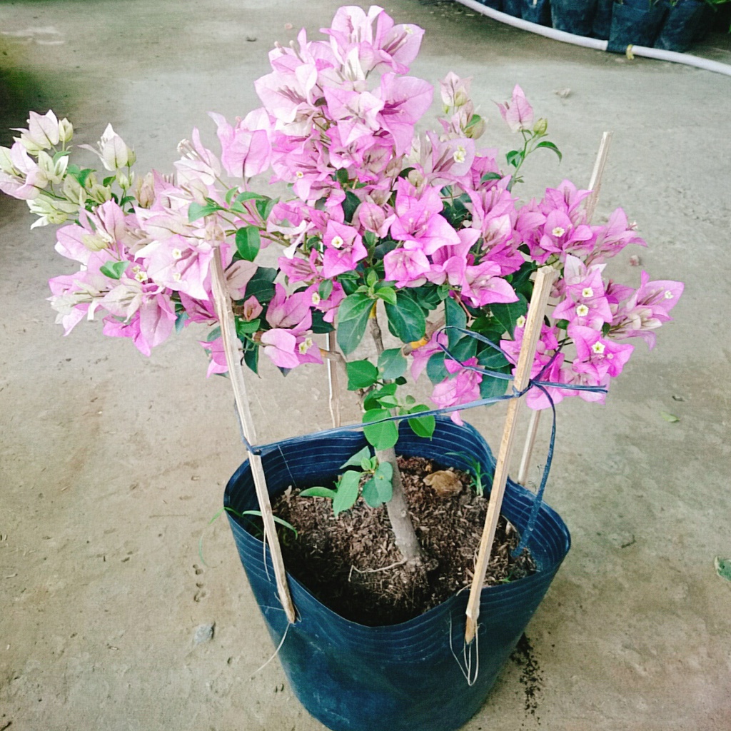 Hoa Giấy Tím Tuyết - cây cảnh đẹp trang trí sân vườn