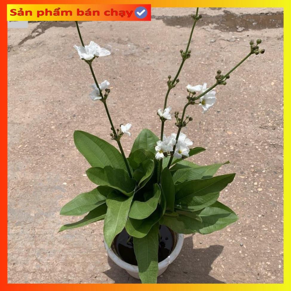 Cây bách thủy tiên cao 45cm, cây thủy sinh nở hoa đẹp, trang trí non bộ, tiểu cảnh hồ cá