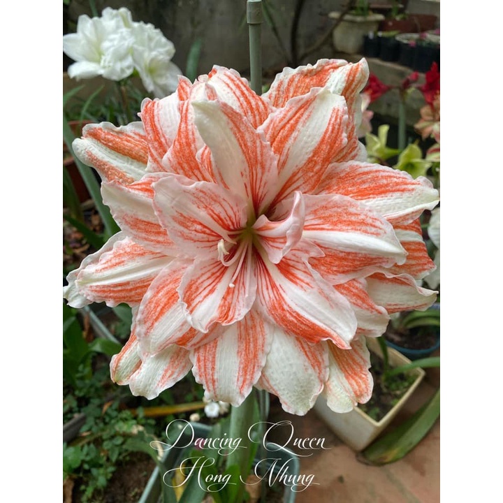 Củ hoa Lan huệ kép Dancing Queen