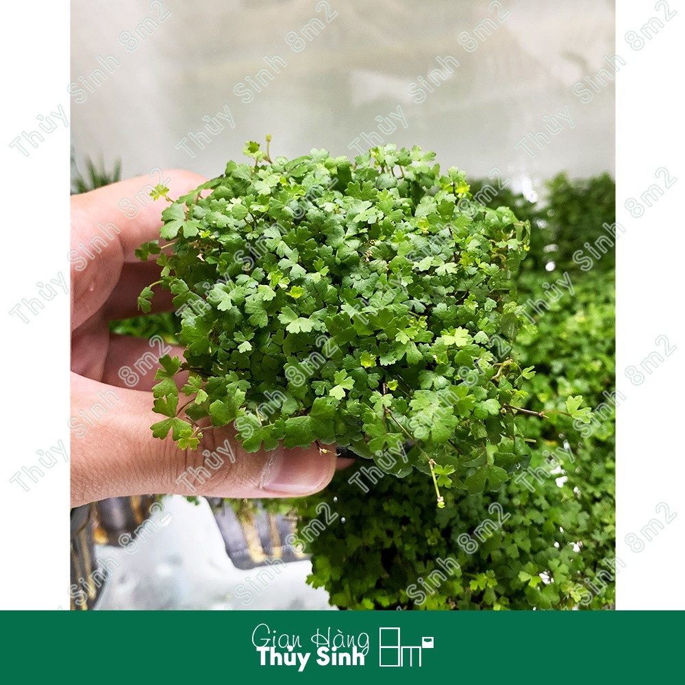 Rau Má Hương | Cây Thủy Sinh Tiền Cảnh, Không CO2 | 8m2