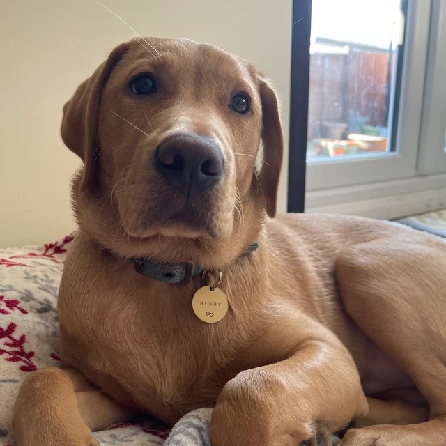 Thẻ Tên Chó Mèo, Tag Tên Thú Cưng, Đồng Nguyên Chất, Khắc Tên Theo Yêu Cầu