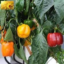 Hạt giống ớt chuông mix gói 30 hạt