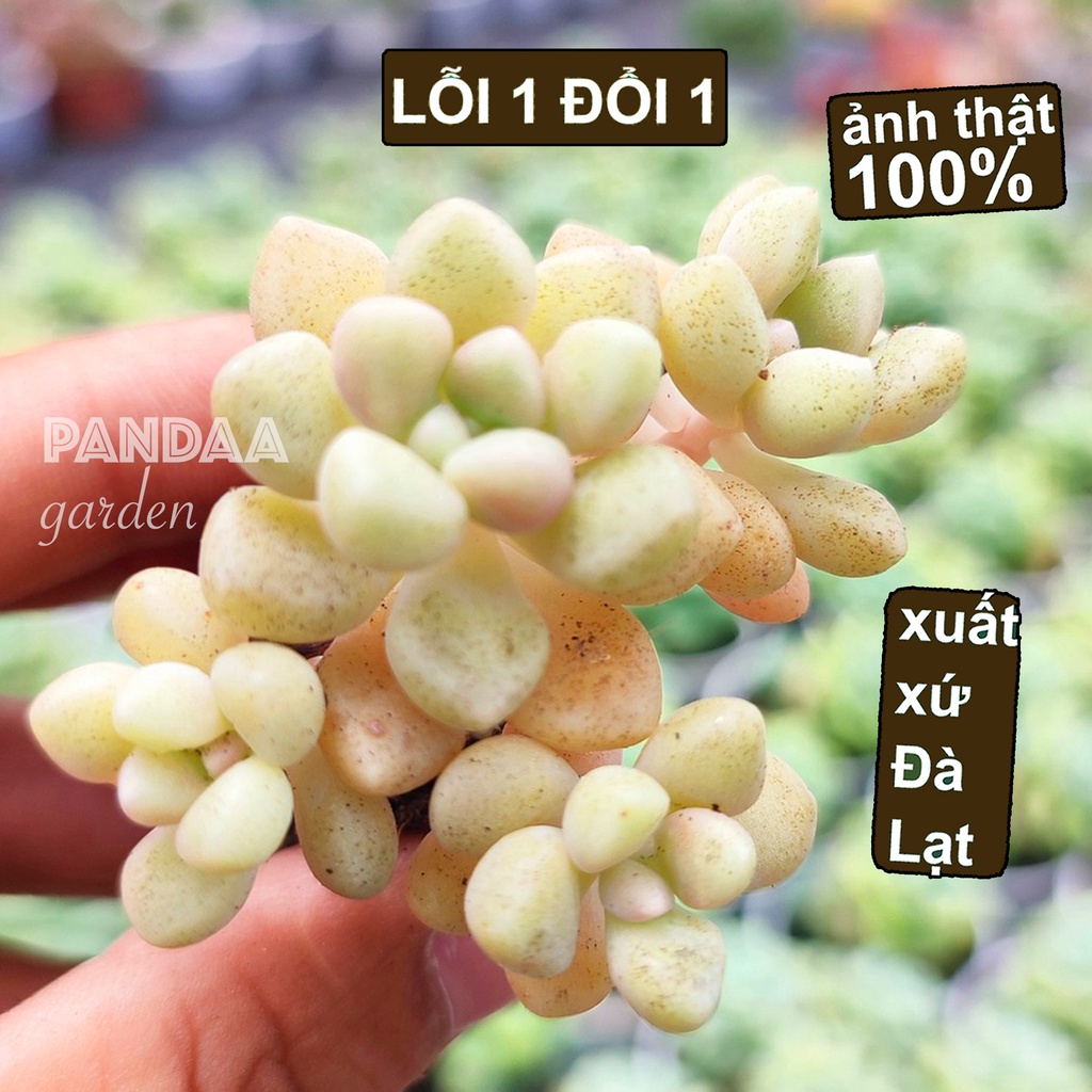 Sen Đá Kim Tuyến Size Mini 2.5-4cm, Sen Đá PANDAA GARDEN Xuất Xứ Đà Lạt Khoẻ Đẹp, Thích Nghi Mọi Khí Hậu, Lỗi 1 Đổi 1