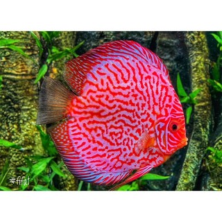 Thức Ăn Cá Đĩa Cao Cấp DISCUS FOOD (160g)