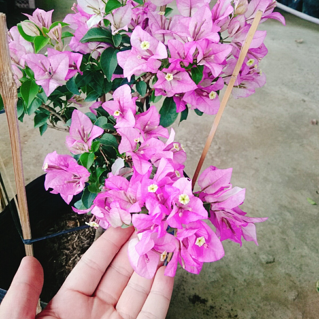 Hoa Giấy Tím Tuyết - cây cảnh đẹp trang trí sân vườn