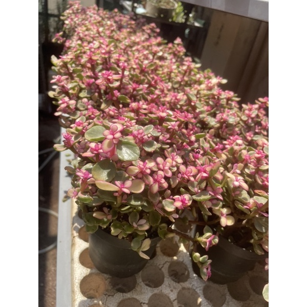 LOẠI TO ĐẸP - SEN ĐÁ ĐÔ LA HỒNG