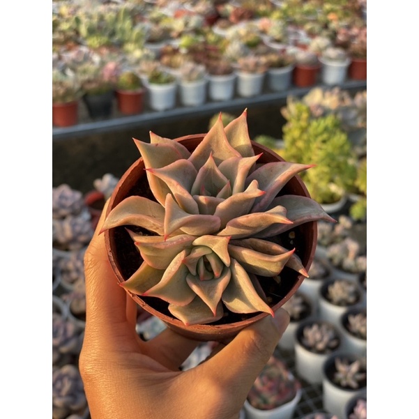 Sen đá Madiba size chậu 8cm Hư 1 Đổi 1