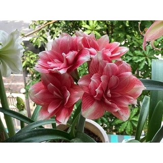 combo 5 CỦ GIỐNG HOA LAN HUỆ NHIỀU MÀU