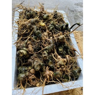 Sâm Lai Châu không lá cực lợi. size 10 củ 1kg
