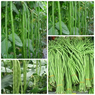Hạt Giống Đậu Đũa - Gói 20Gr (hạt giống eakamart)