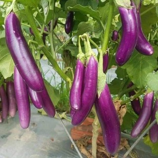Hạt giống cà tím dài
