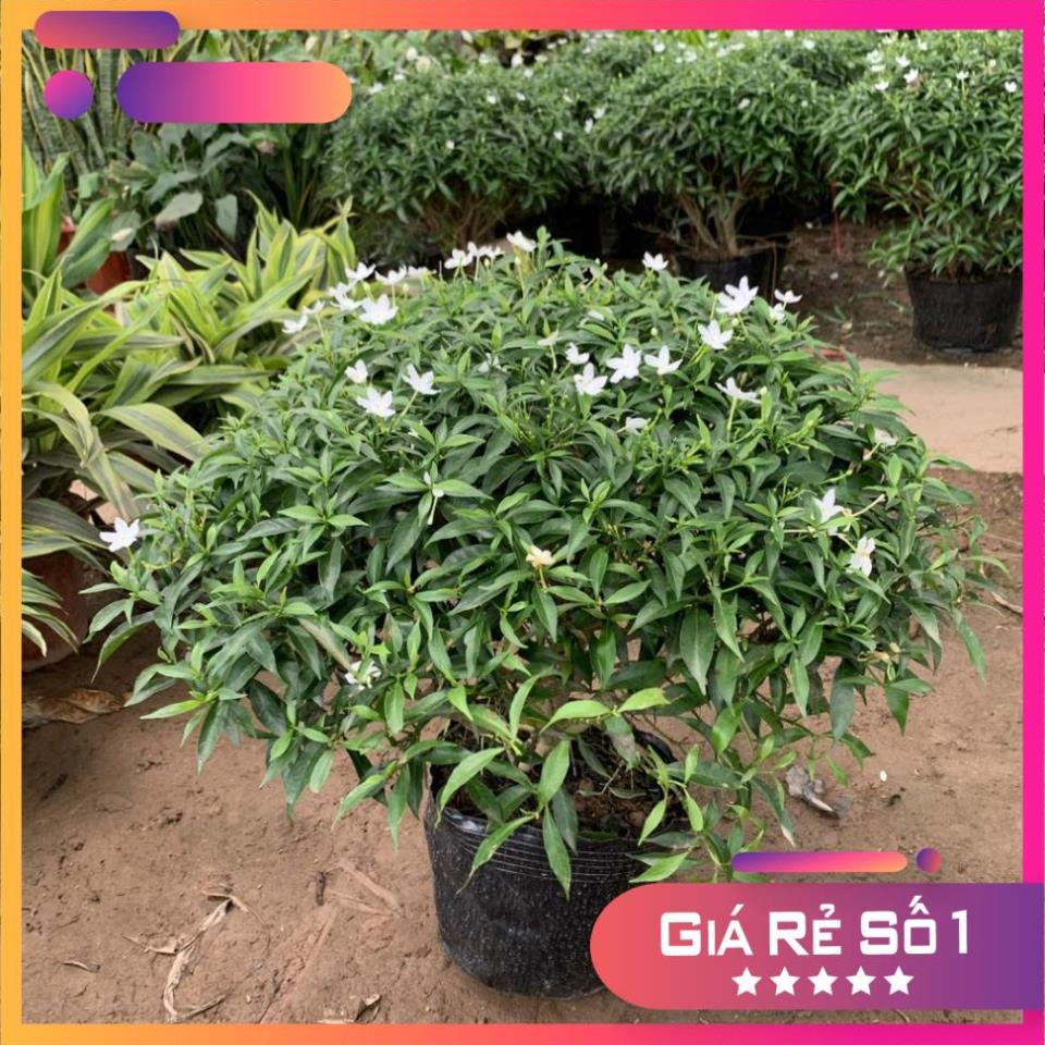 Cây mai vạn phúc bán kính 35-45cm, cây hoa tạo dáng tròn đẹp, trồng trang trí (Hàng Chuẩn)
