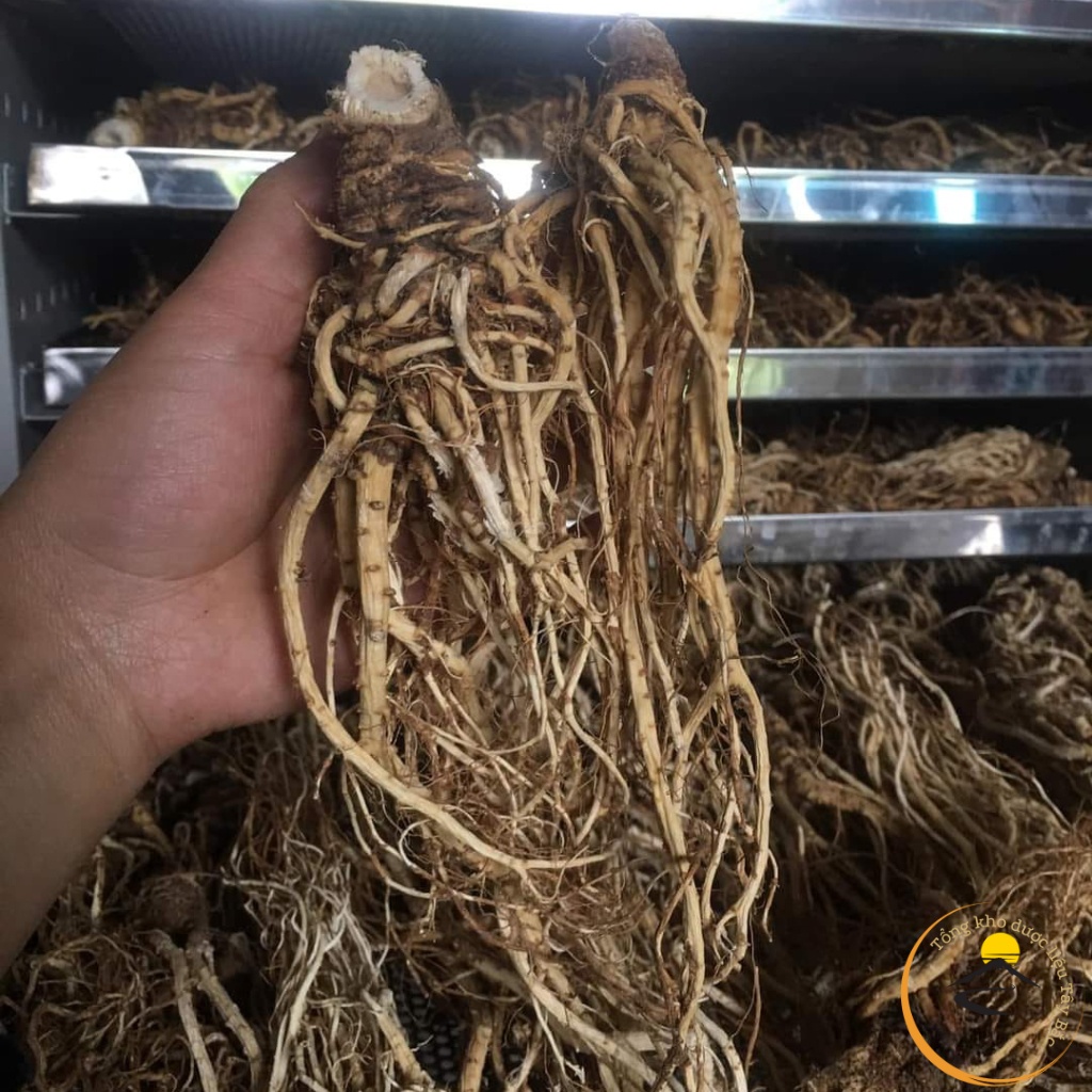 Sâm đương quy khô loại 1 được sấy từ đương quy tươi giữ nguyên dược tính, dược liệu quý đương quy xuyên khung bạch thược