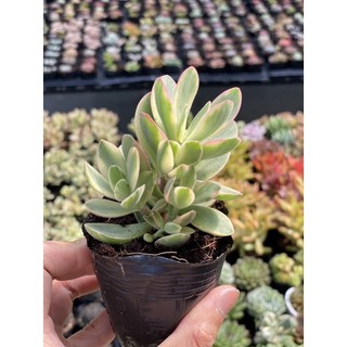 Sen đá cánh bướm mini var size bầu 5cm hư 1 đổi 1